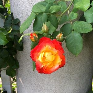 Meet your Posher, Leila